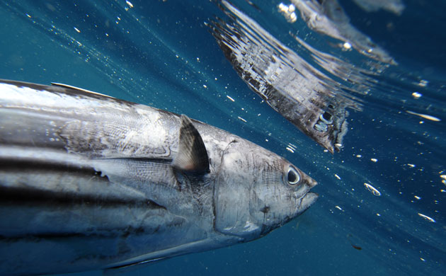 Gallery Ecotourism at Honda Bay: Ecotourism at Honda Bay