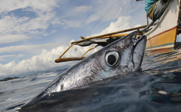 Gallery Ecotourism at Honda Bay: Ecotourism at Honda Bay