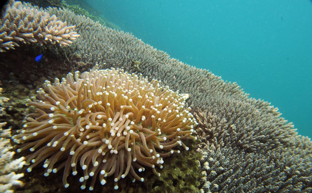 Gallery Ecotourism at Honda Bay: Ecotourism at Honda Bay