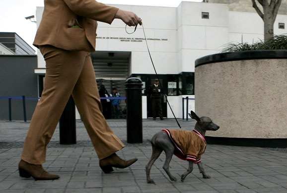 Gallery November 13 2008: hairless dog to be given as pet to us president elect barack obama