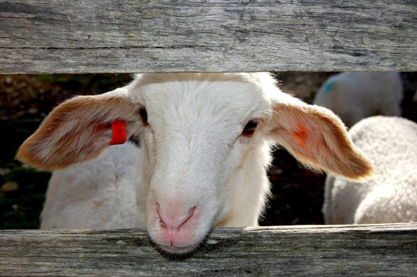 Gallery Week in wildlife: A new Australian dairy sheep cross breed