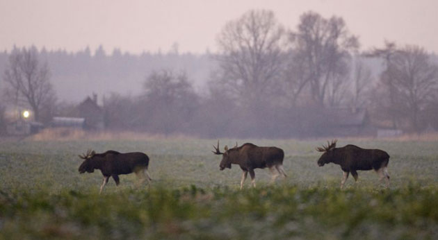 Gallery Week in wildlife: Ratsevo, Belarus: Three moose walk in a dawn mist