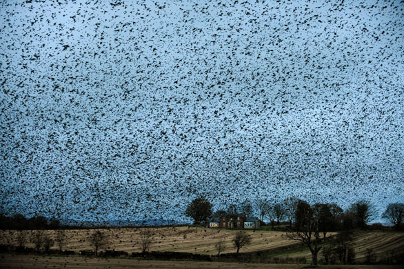 Gallery Week in wildlife: Starlings at Gretna Green