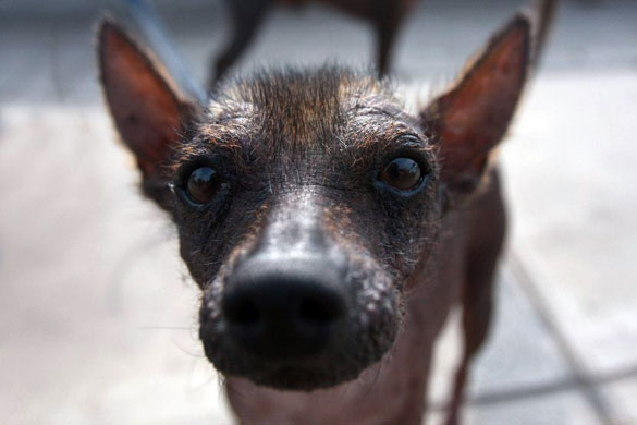Gallery Week in wildlife: Lima, Peru: A typical Peruvian hairless dog