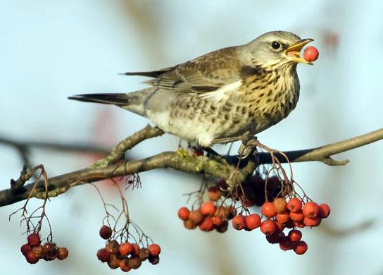 Gallery Week in wildlife: Minsk, Belarus: A fieldfare eats an ashberry