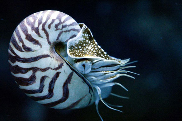 Gallery Week in wildlife: Singapore: A nautilus swims in Underwater World