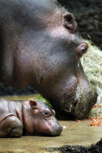 Gallery Week in wildlife: Basel, Switzerland: Hippo baby Farasi