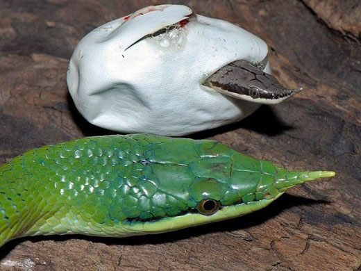 Gallery Week in wildlife: London, UK: Arare rhino rat snake emerging from its shell