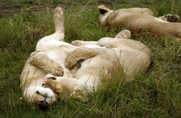 Gallery Week in wildlife: Masai Mara, Kenya: Two lionesses sleep on the plains of Masai Mara