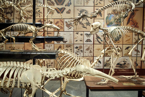 Gallery Darwin's Big Idea: Darwin's Big Idea Big Exhibition