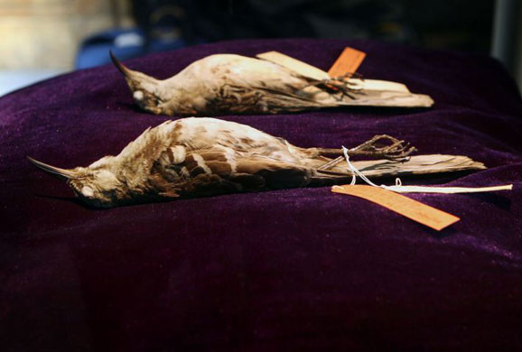 Gallery Darwin's Big Idea: Darwin's Big Idea Big Exhibition