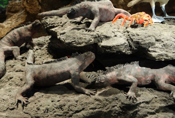 Gallery Darwin's Big Idea: Darwin's Big Idea Big Exhibition