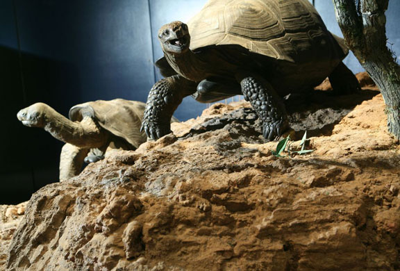 Gallery Darwin's Big Idea: Darwin's Big Idea Big Exhibition