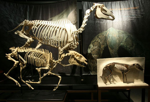 Gallery Darwin's Big Idea: Darwin's Big Idea Big Exhibition