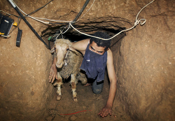 Gallery 24 hours 14/11/08: Palestinian smuggler moves a goat through a tunnel from Egypt to Gaza 