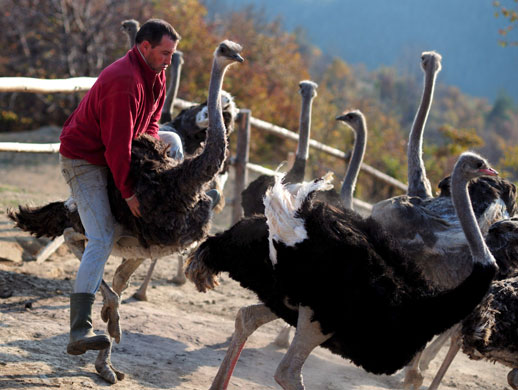 Gallery 24 hours 14/11/08: A farmer rides the one of his ostriches in Bulgaria 