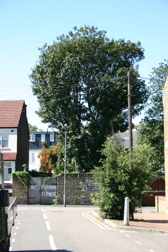Gallery Tree House: Skip at the Tree House site
