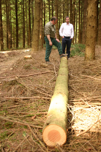 Gallery Tree House: Sourcing timber for the Tree House