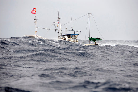 Gallery Catching tuna in Japan: Catching tuna in Japan