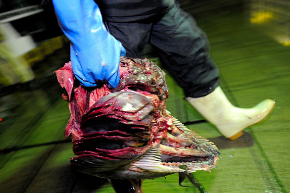 Gallery Catching tuna in Japan: Catching tuna in Japan