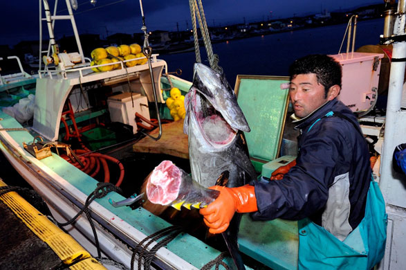 Gallery Catching tuna in Japan: Catching tuna in Japan