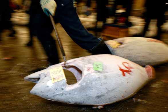 Gallery Catching tuna in Japan: ON THE TUNA TRAIL IN JAPAN