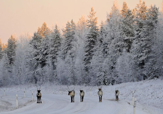 Gallery November 18 2008: Reindeers walk on a road early in the morning