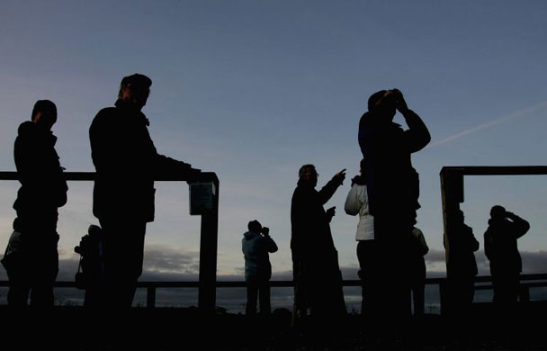 Gallery November 19 2008: Migrating starlings arrive on the Somerset Levels