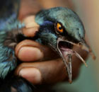Doma, Zimbabwe: Vhukani Sibanda snaps the neck of a bird he caught to eat