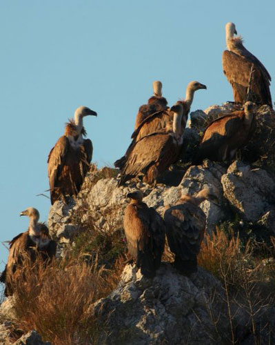 Gallery Week in Wildlife: Serbia: A flock of griffon vultures