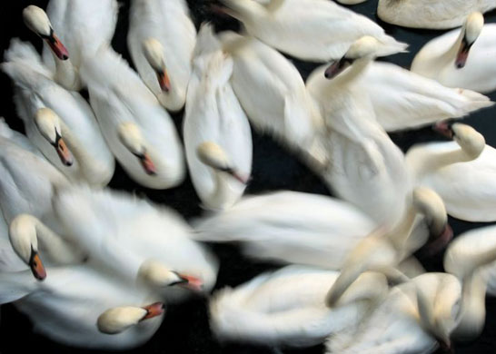 Gallery Week in Wildlife: Swans swim in a small lock at inner city lake Alster in Hamburg