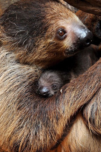 Gallery Week in Wildlife: Sloth born in South Korea