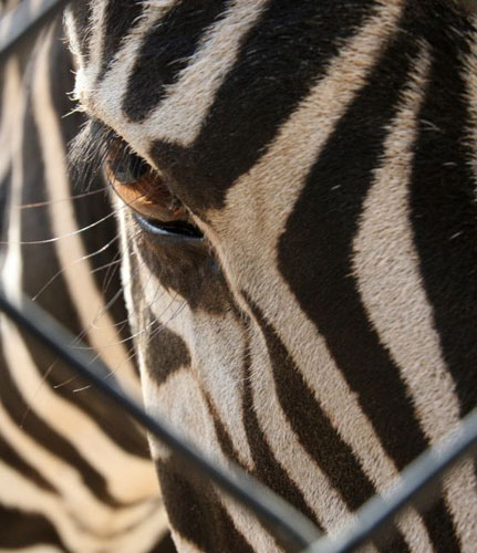 Gallery Week in Wildlife: Ghamadan, Jordan: A zebra looks at visitors from its cage