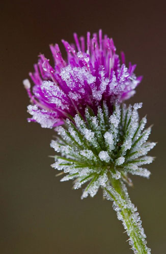 Gallery Week in Wildlife: Frankfurt Oder, Germany: A thistle in a meadow