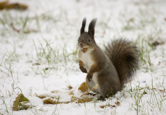 Gallery Week in Wildlife: Minsk, Belarus: A squirrel eats a nut in a park