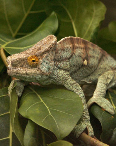 Gallery Week in Wildlife: A chameleon sits on a tree at the zoo in Zurich