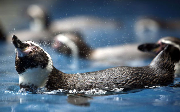 Gallery Week in Wildlife: Bogor, Indonesia : A Humboldt penguin shakes off water at Taman Safari