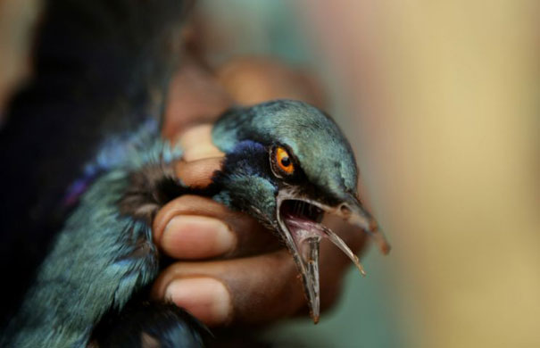 Gallery Week in Wildlife: Doma, Zimbabwe: Vhukani Sibanda snaps the neck of a bird he caught to eat