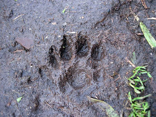 Gallery Week in Wildlife: Otter makes 'perilous journey' to islands