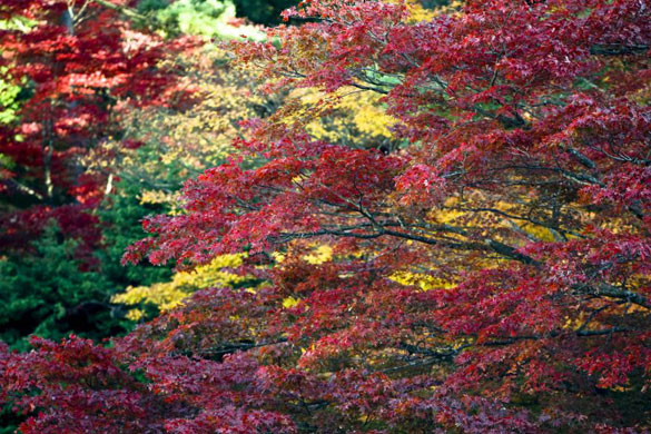 Gallery Week in Wildlife: Japan enters autumn color season