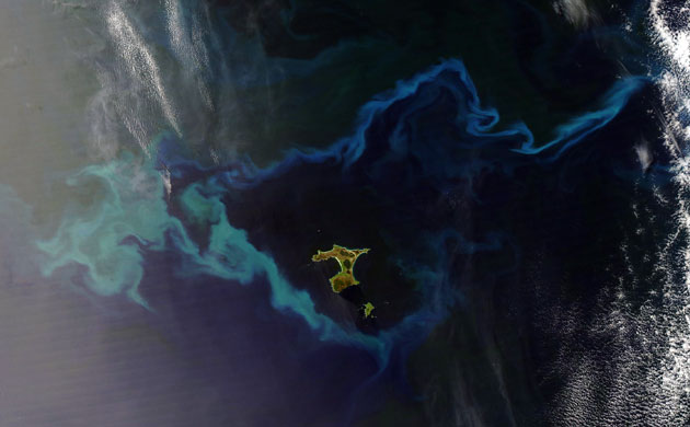 Gallery Satellite views: Satellite view : bloom encircling the Chatham Islands