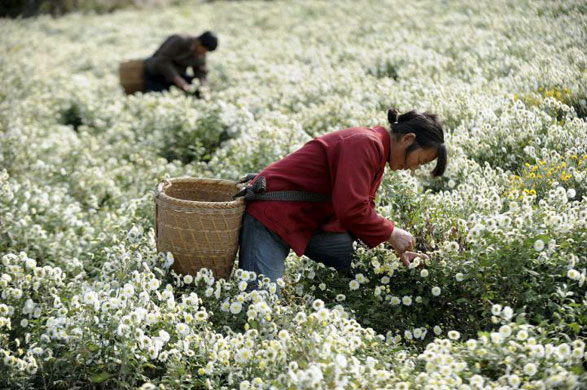 Gallery November 21 2008: Workers collect chrysanthemums on a mountain area in Xiuning county