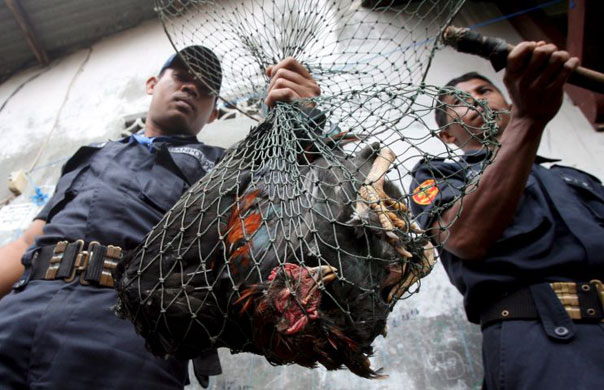 Gallery November 24 2008: Jakarta, Indonesia: Officers during an avian sweep