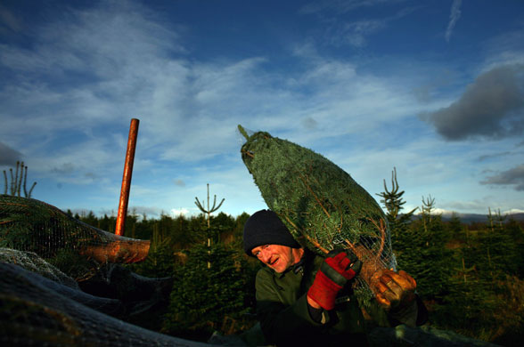 Gallery November 25 2008: Buchlyvie, UK: Workers harvest this year's crop of Christmas trees