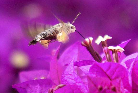 Gallery November 25 2008: Amman, Jordan: A butterfly perches on a flower at in the public park