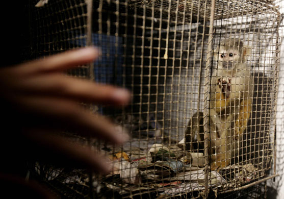 Gallery 24 hours in pictures: A monkey sits in a cage after being confiscated at a black market in Lima