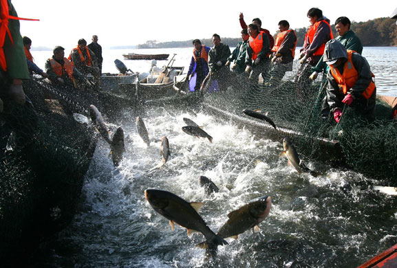 Gallery 24 hours in pictures: Chinese fishermen net farmed carp 