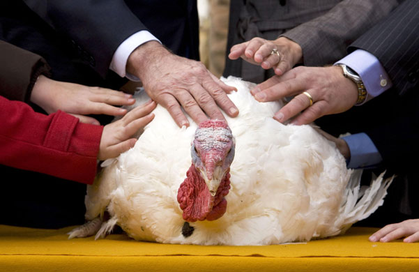 Gallery 24 hours in pictures: President Bush pardons the  Thanksgiving Turkey at the White House