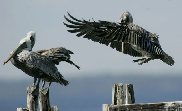 Gallery November 7 2008: A brown pelican comes in for a landing on a dock post