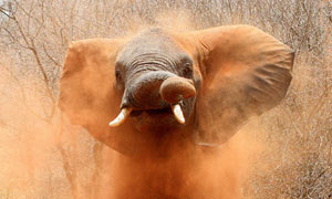 An elephant enthusiastically takes a dust bath in Tarangire National Park, Tanzania